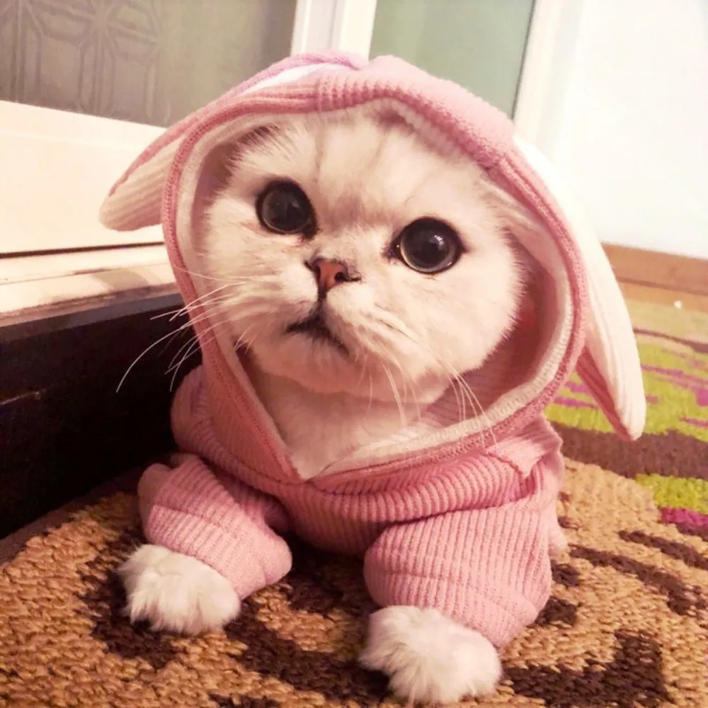 dog hoodie_7