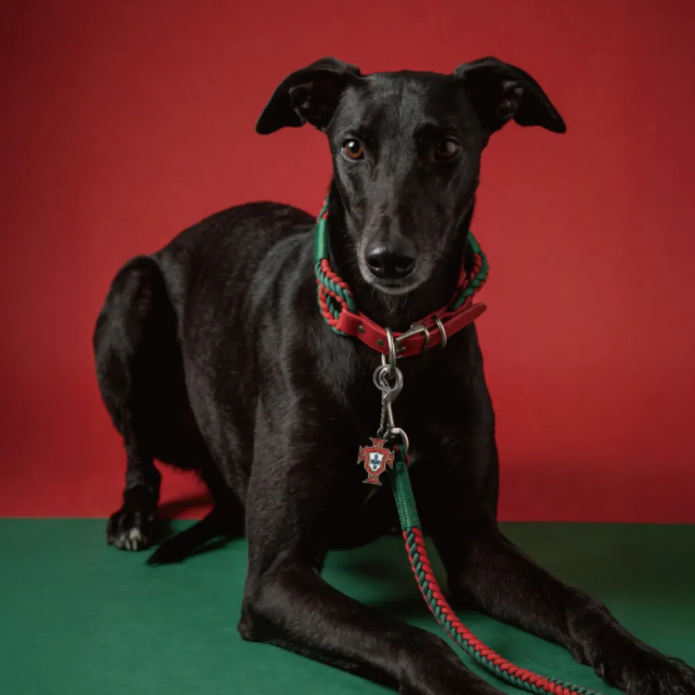 Strong and Tug Resistant Polyester FPF Woven Pet Leash (1)