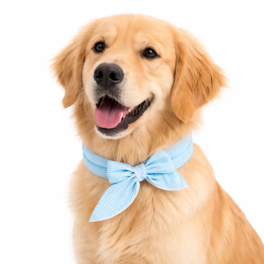 Golden retriever wearing blue cooling dog bandana collar for summer heat relief