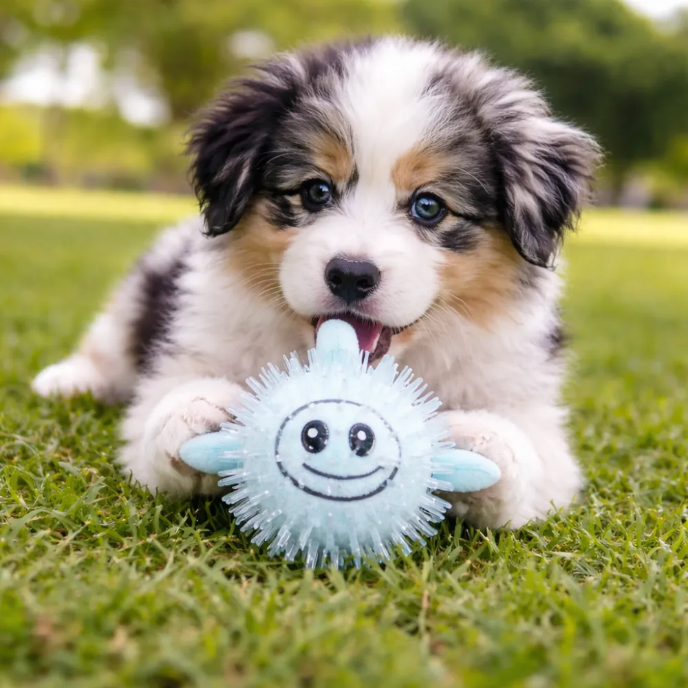 dog playing with blue squeaky spiky toy on grass outdoor interactive pet toy