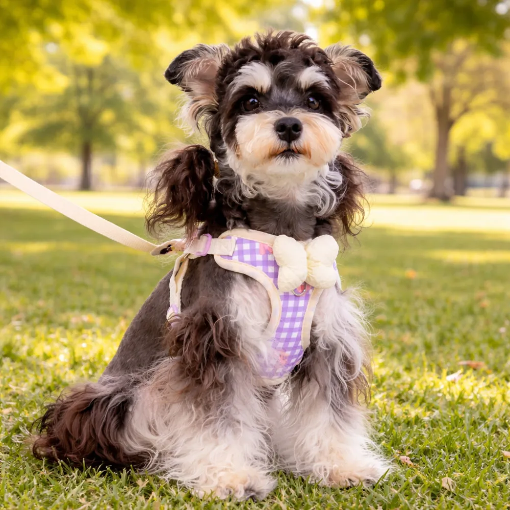 small dog wearing harness walking outdoors comfortable breathable dog harness
