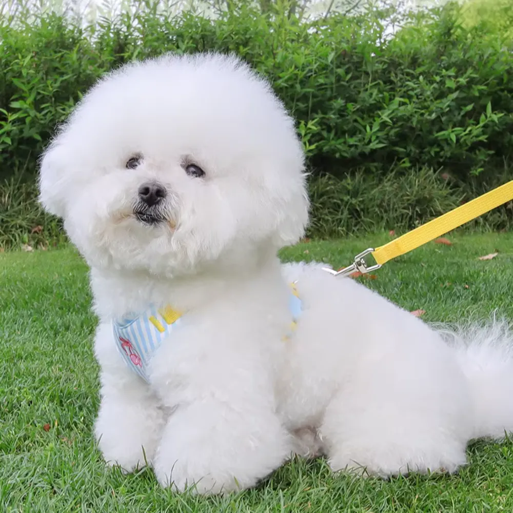 small dog wearing harness outdoor walking leash soft breathable vest harness comfortable fit