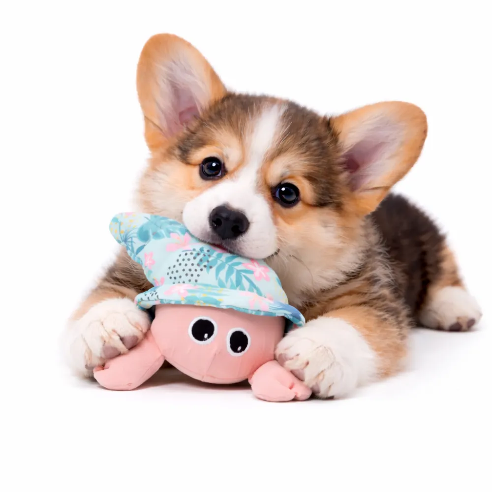 corgi puppy chewing crab dog toy soft squeaky pet toy for dogs