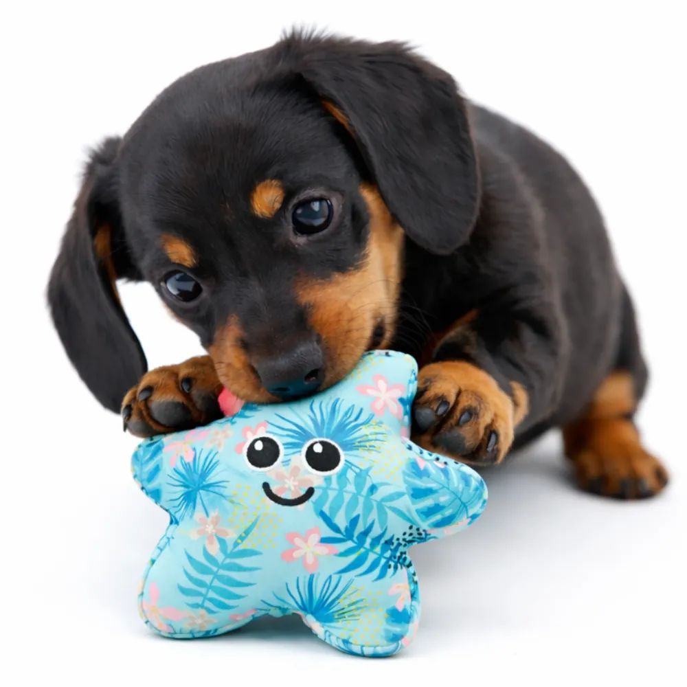 puppy chewing starfish dog toy durable soft squeaky dog toy for small dogs