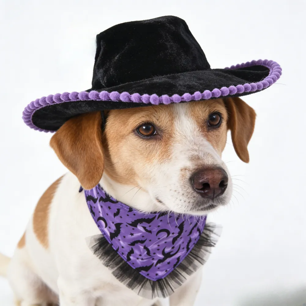 Halloween Dog Costume Hat & Bandana Set Petfairs dog wearing halloween costume hat and purple bat bandana set petfairs