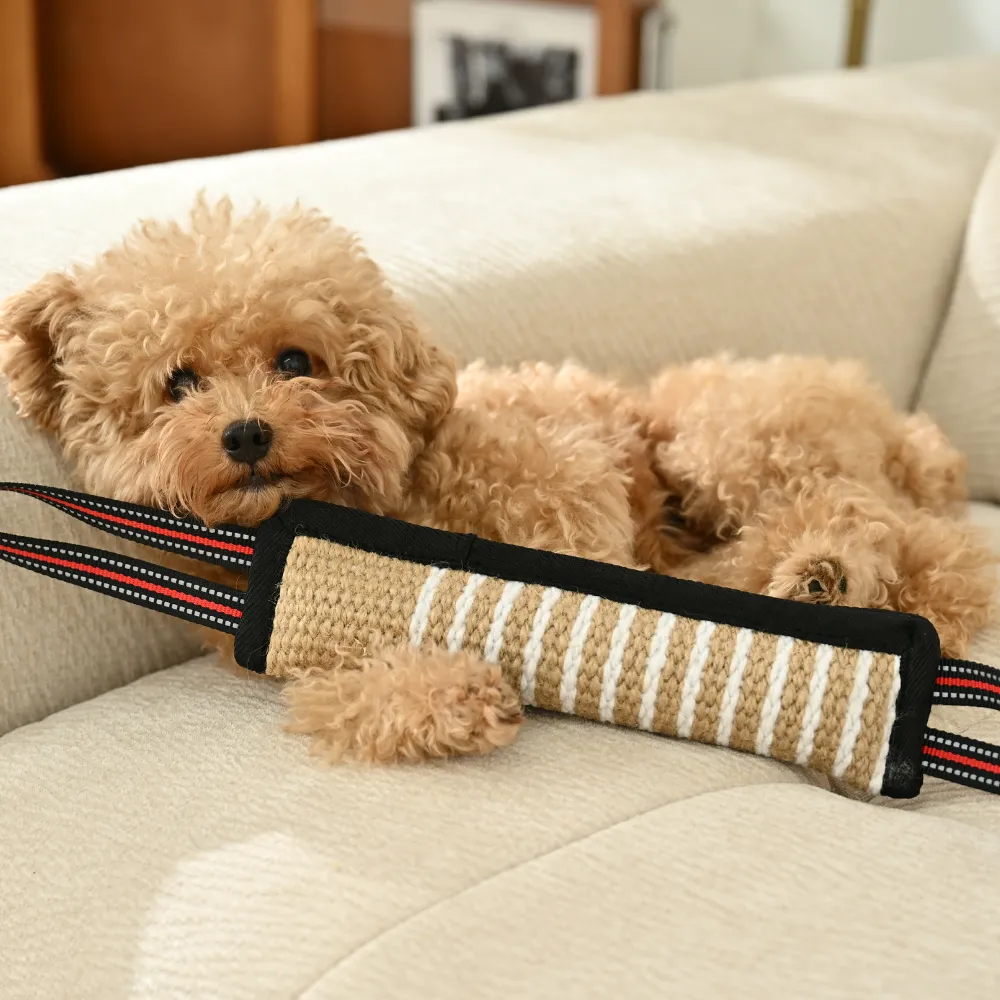 small dog playing with durable chew toy on sofa interactive bite tug toy