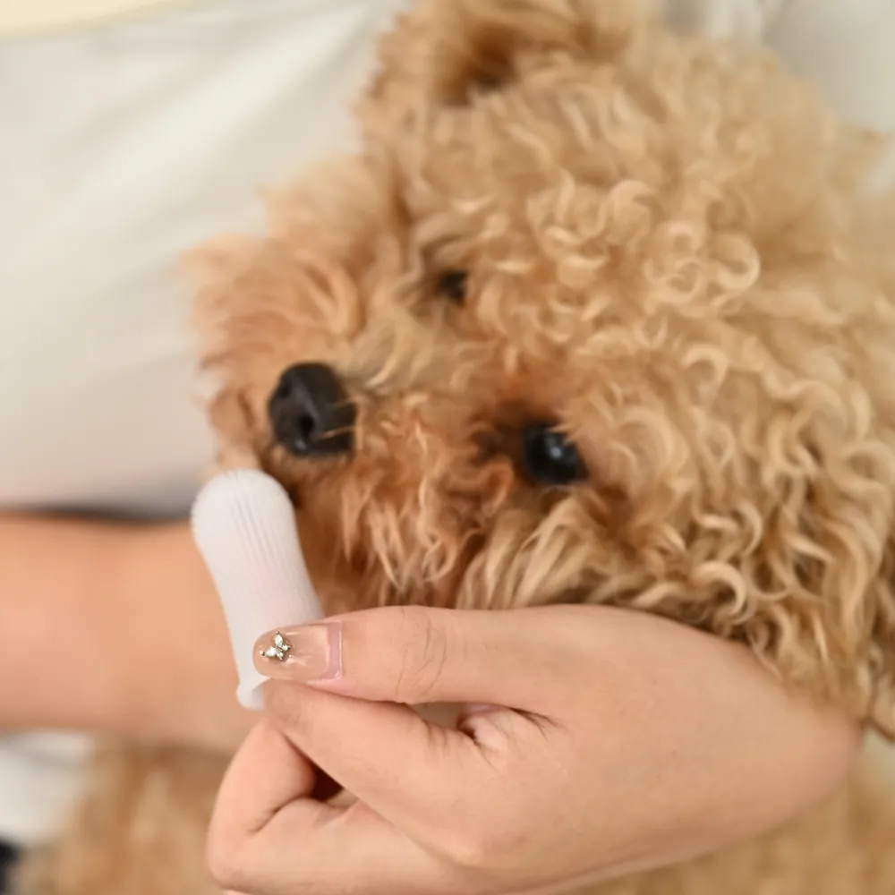 owner using silicone finger toothbrush to clean dog teeth safe pet dental care routine