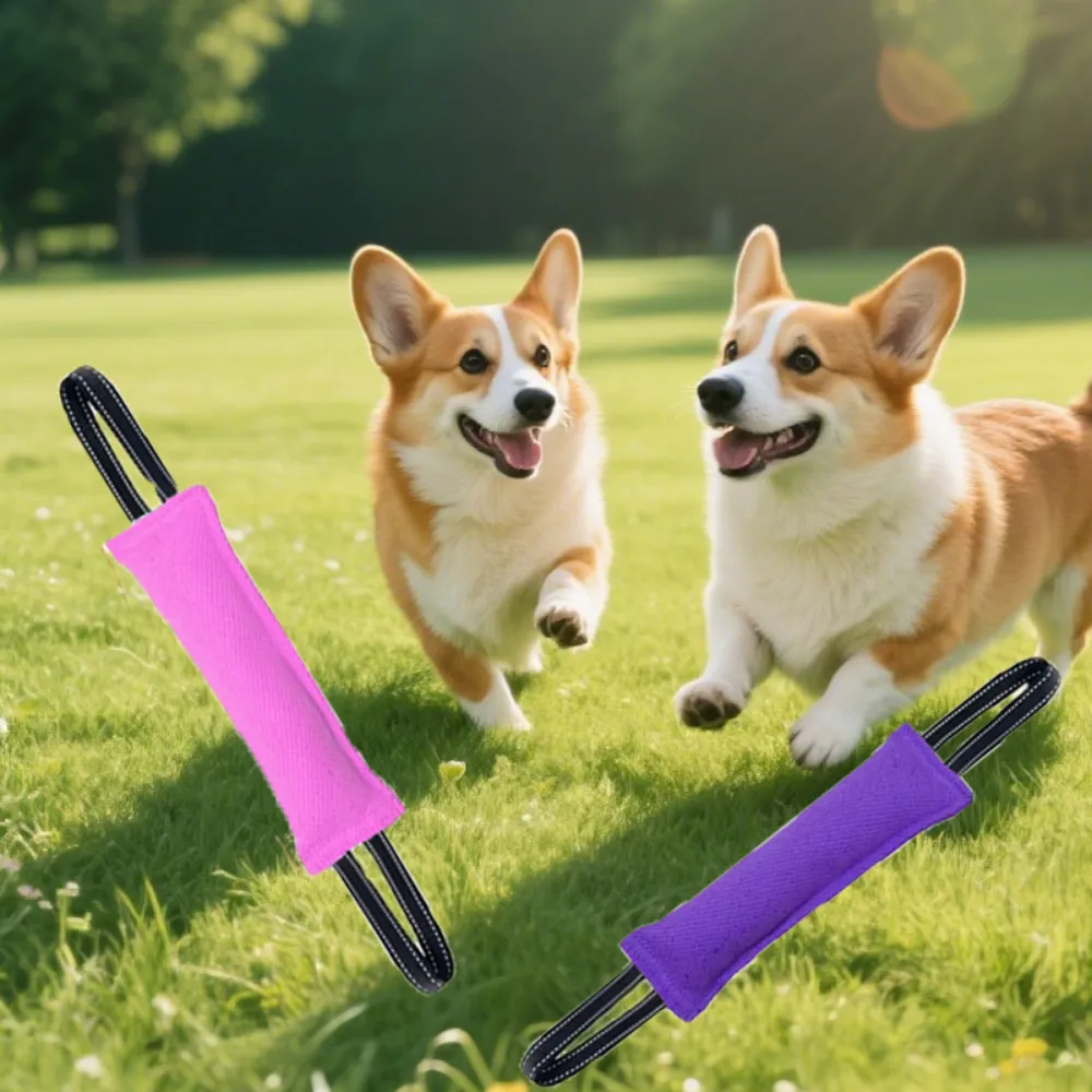 Two Corgis running in a field with pink and purple dog training tug toys digitally overlaid.