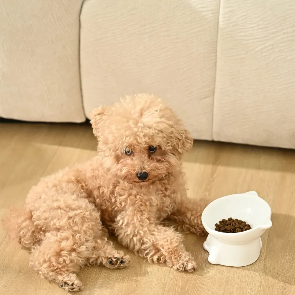 A tan poodle resting on a wooden floor next to a white cat-shaped tilted ceramic bowl.