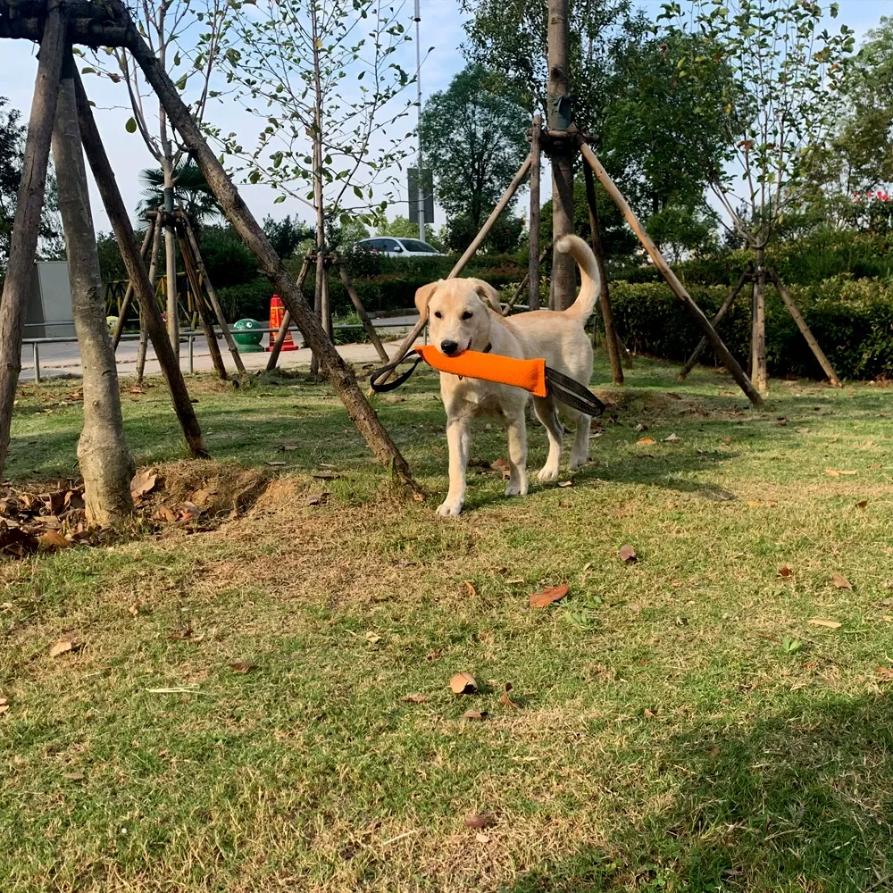 A light-colored dog carrying an orange training tug toy in its mouth while walking in a park.