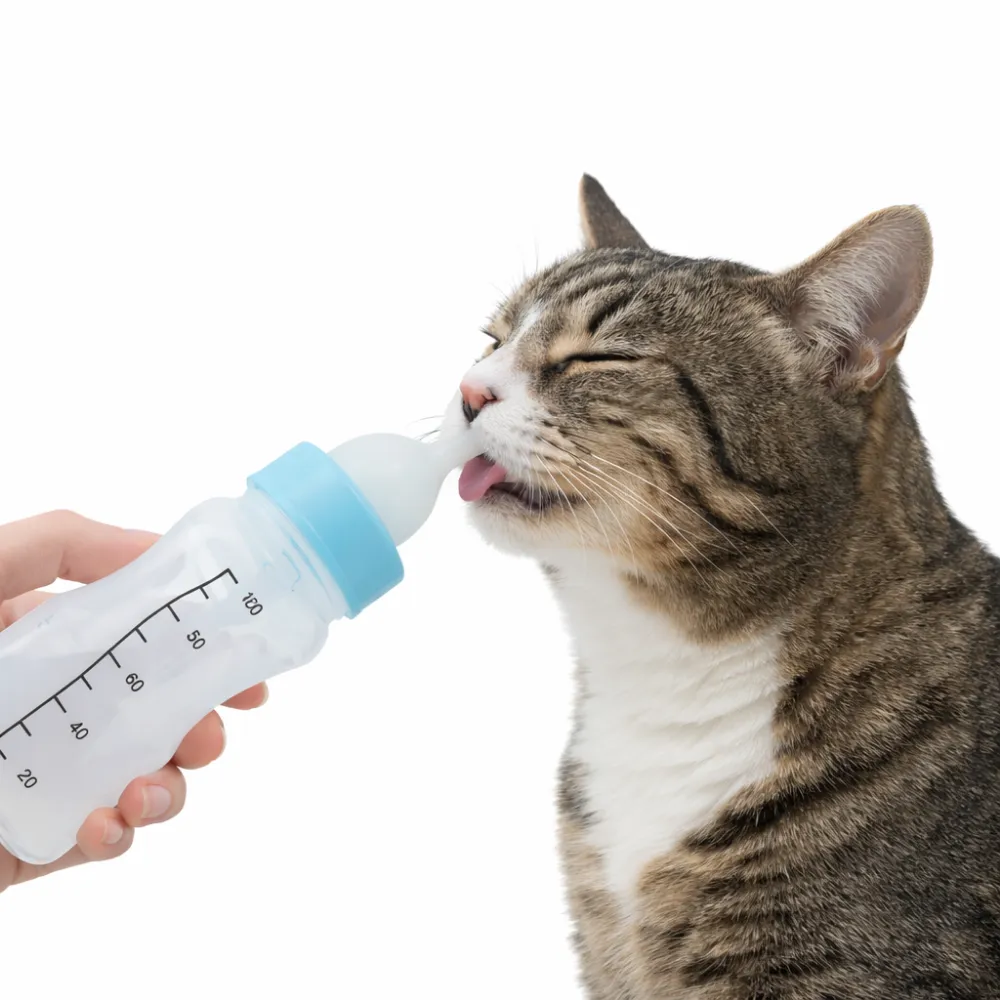 Pet Nursing Bottle Feeding Kit for Kittens | Soft Silicone Nipple | Petfairs kitten feeding with pet nursing bottle soft silicone nipple feeder for newborn pets