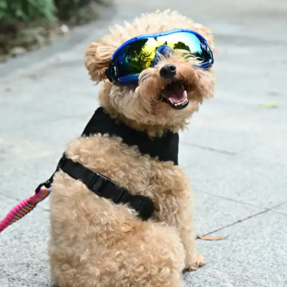 A small curly-haired dog sitting on a sidewalk wearing blue protective pet eyewear.
