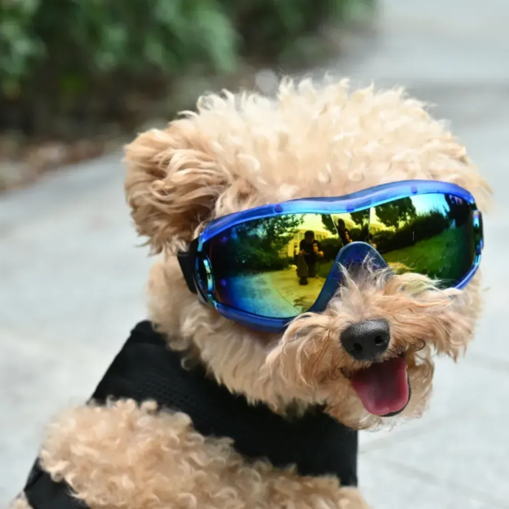 A fluffy light-brown poodle wearing blue framed goggles with reflective lenses outdoors.