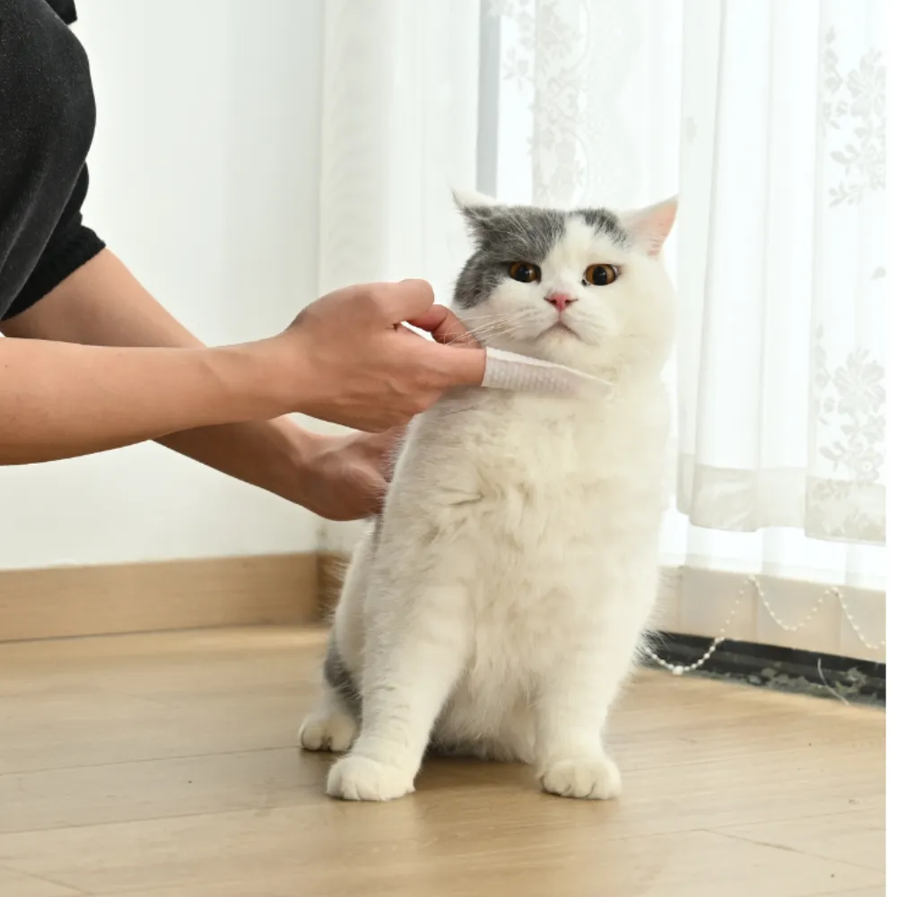 cleaning cat chin with pet wipes removing blackheads grooming cat daily care wipes