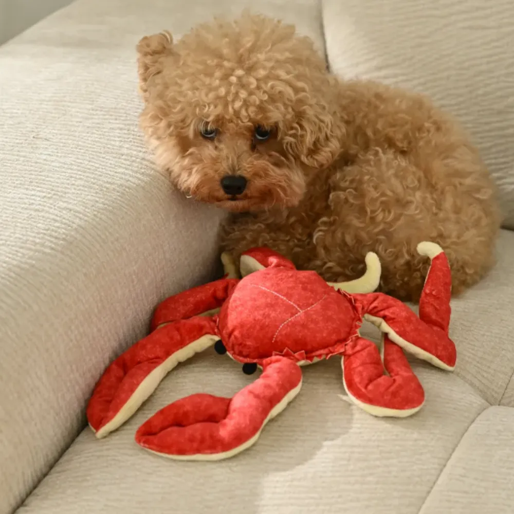 An adorable teacup poodle nestled on a light-colored sofa next to the red crab plush dog toy.