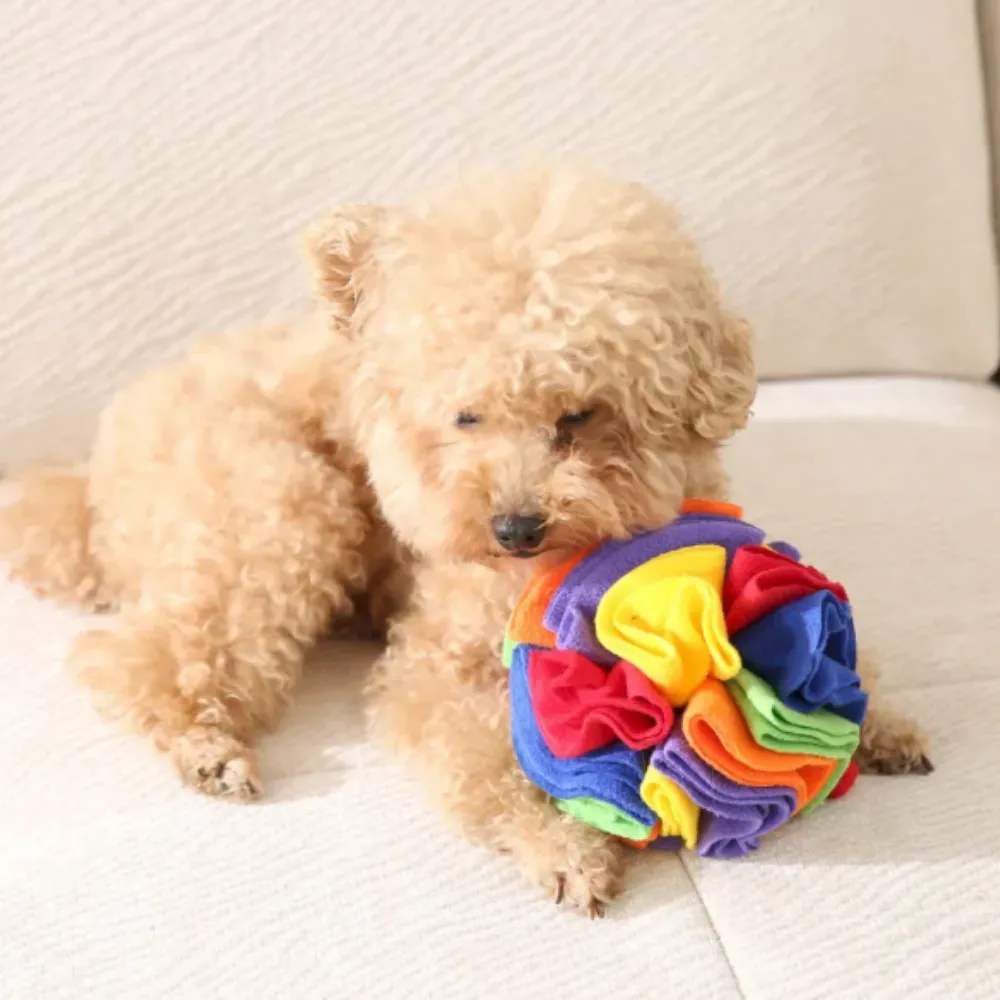 A close-up of a small poodle dog's face as it leans over and sniffs the layers of a colorful fleece snuffle ball, looking for hidden treats.