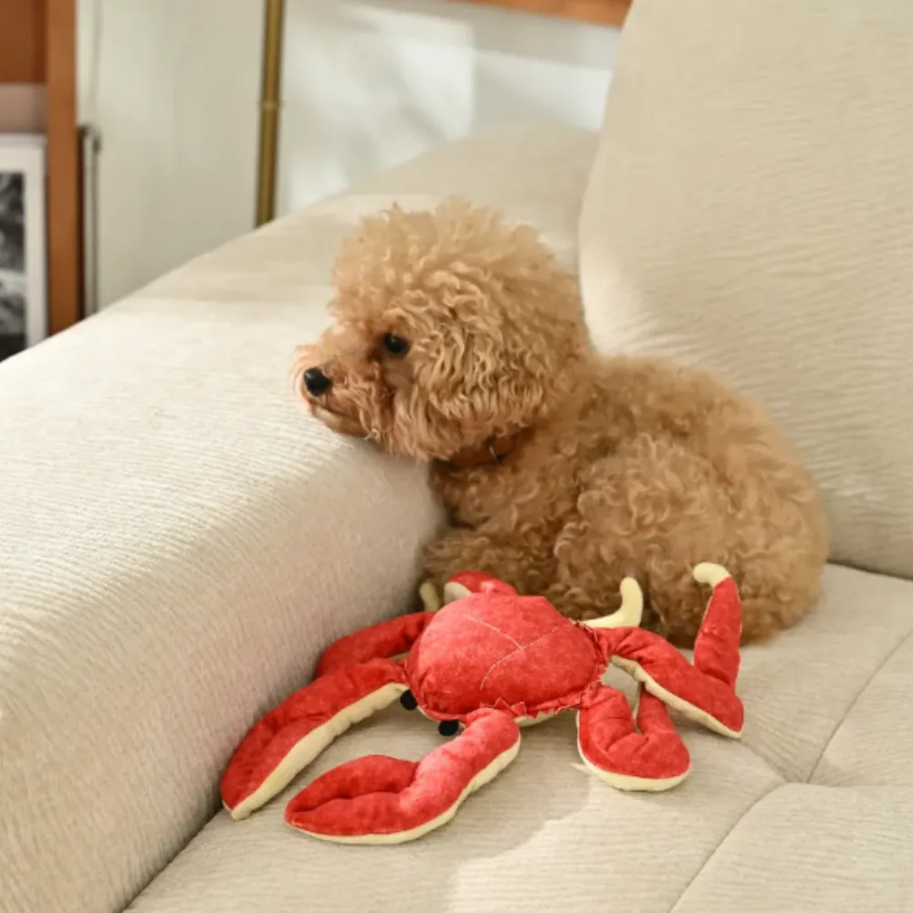 A teacup poodle enjoying an outdoor setting with the red crab plush toy on a patch of light-colored fabric.