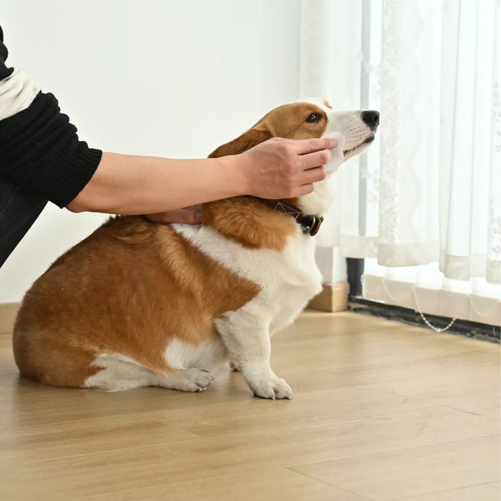 person using pet eye wipes to clean dog eyes tear stain removal daily grooming
