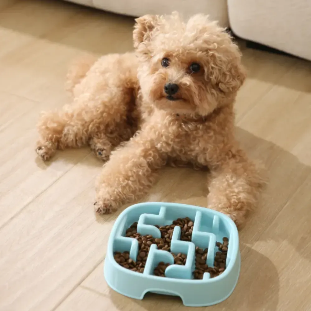 A small fluffy poodle-mix dog lying next to a blue slow feeder bowl filled with dry kibble.