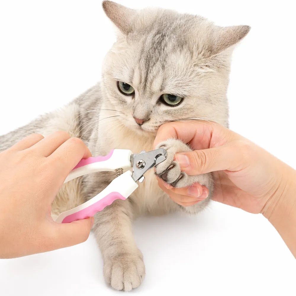 Safe Nail Trimming for Cats and Kittens A person gently holding a grey tabby cat's paw while using the professional clipper to trim its nails.