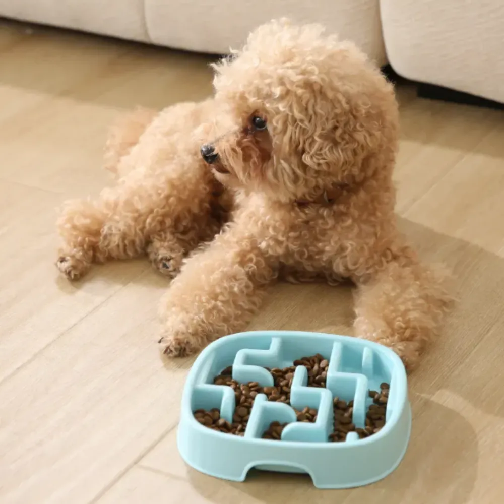 Close up of a poodle looking at a blue maze dog bowl, highlighting the interactive feeding design.