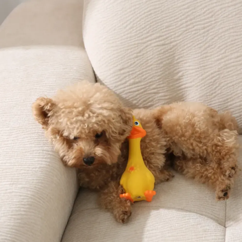 A small brown toy poodle puppy napping on a white textured sofa while cuddling a yellow latex squeaky duck toy.