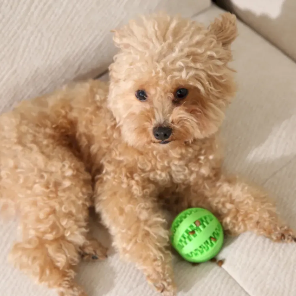 A small, fluffy tan poodle lying on a sofa next to a green rubber dental treat dispensing ball.