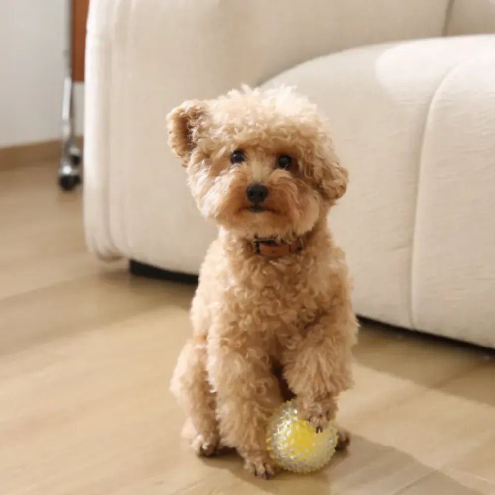 A small tan toy poodle sitting on a wooden floor next to a white sofa, resting its paw on a yellow spiked chew ball.
