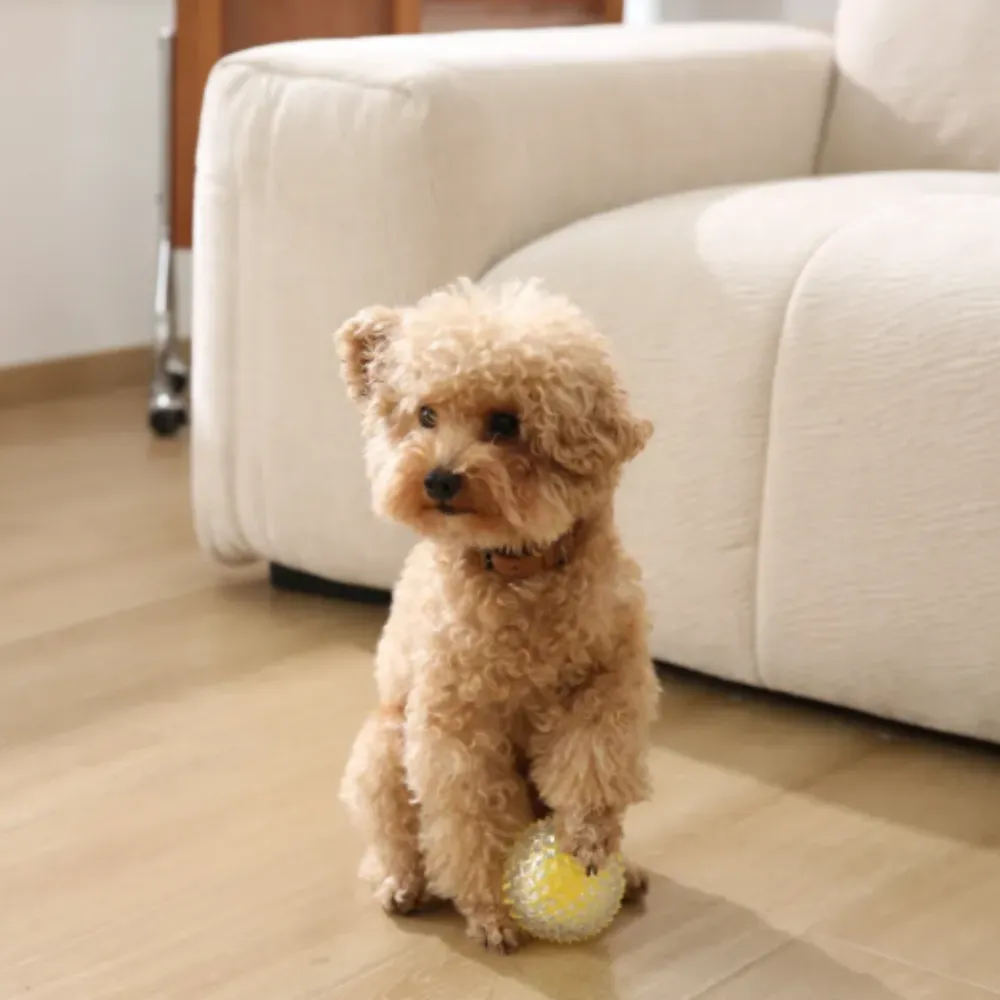 A small tan toy poodle sitting on a wooden floor next to a white sofa, resting its paw on a yellow spiked chew ball.