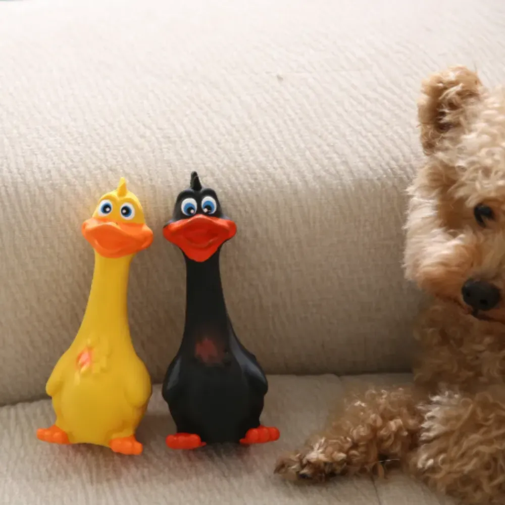 A brown poodle on a couch looking curiously at two squeaky duck dog toys, one yellow and one black, standing side-by-side.