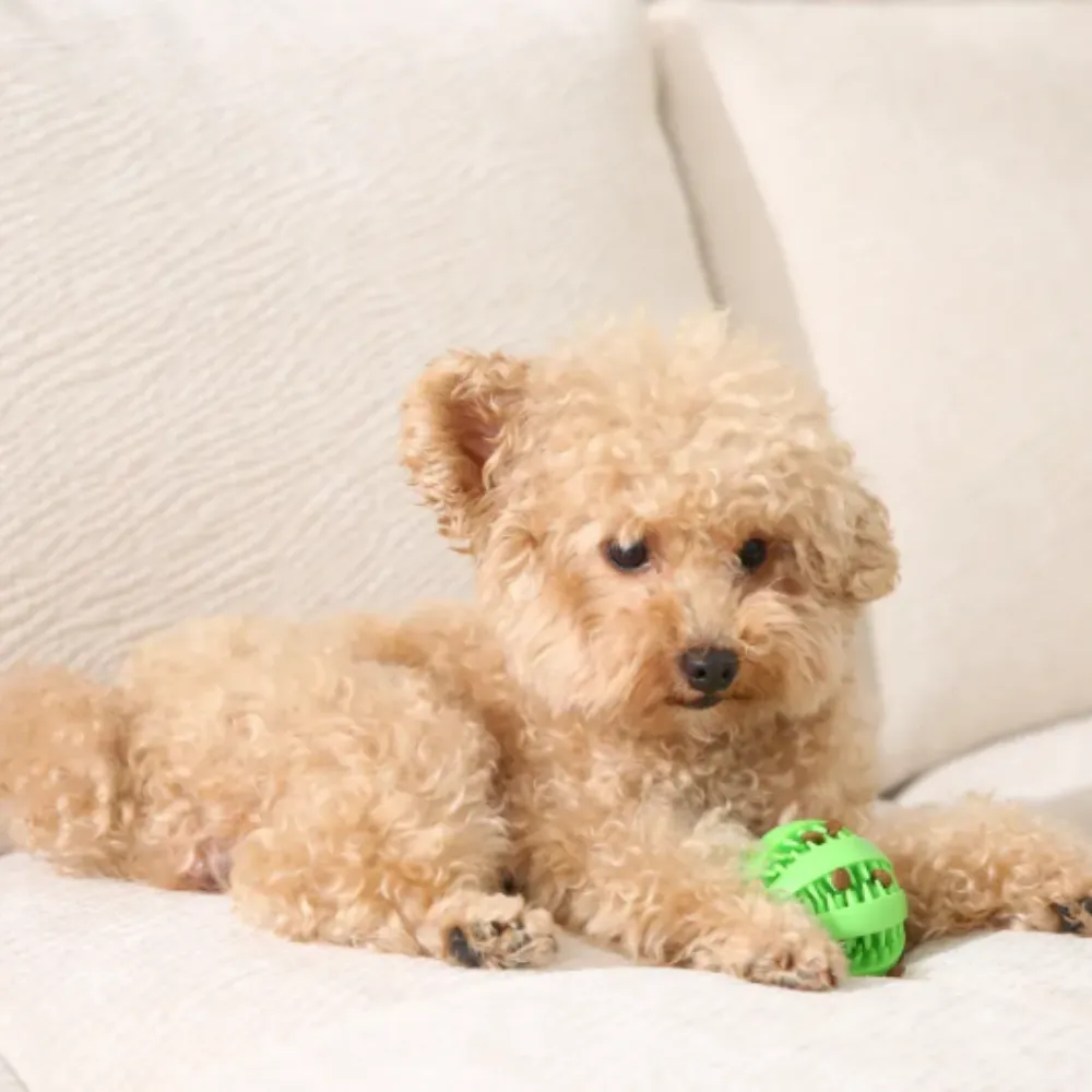 A tan toy poodle puppy resting its paw on a green textured rubber ball filled with dog treats.