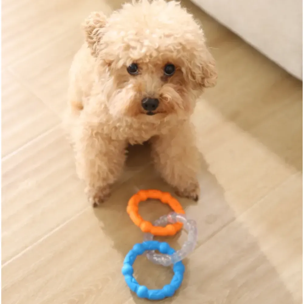 A small tan poodle puppy looking up while sitting next to a blue, orange, and clear 3-ring interlocking dog chew toy on a wooden floor.
