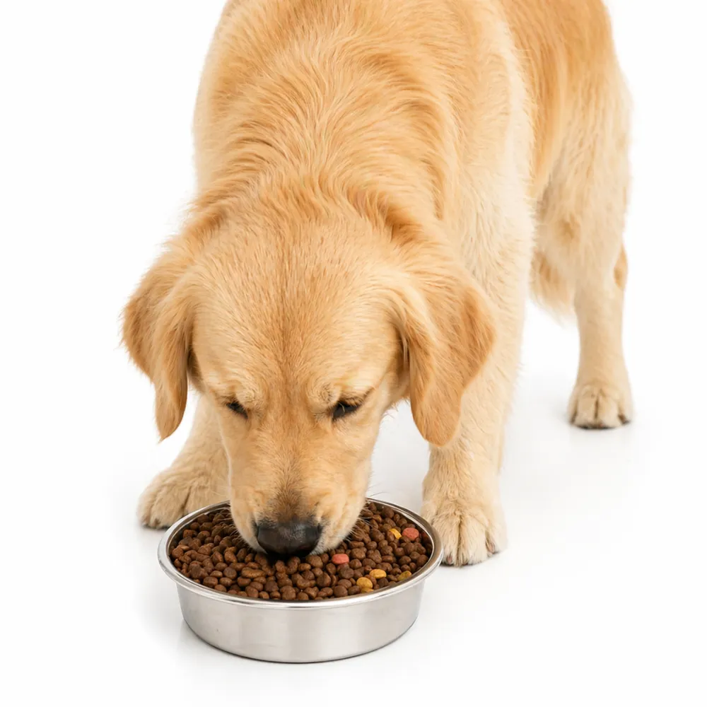 Dog Eating from Stainless Steel Non Slip Bowl Wholesale Golden retriever eating dry food from a stainless steel non slip dog bowl on white background.