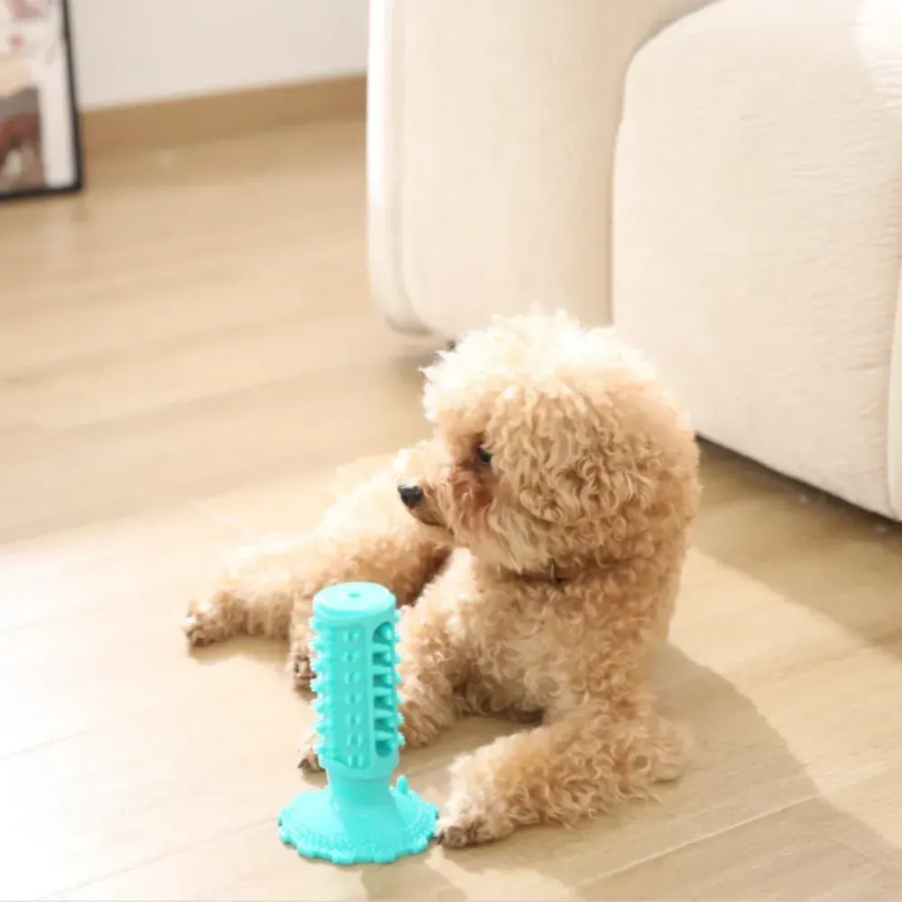 A small curly-haired dog sitting on a wooden floor next to a blue upright suction cup dental toy.