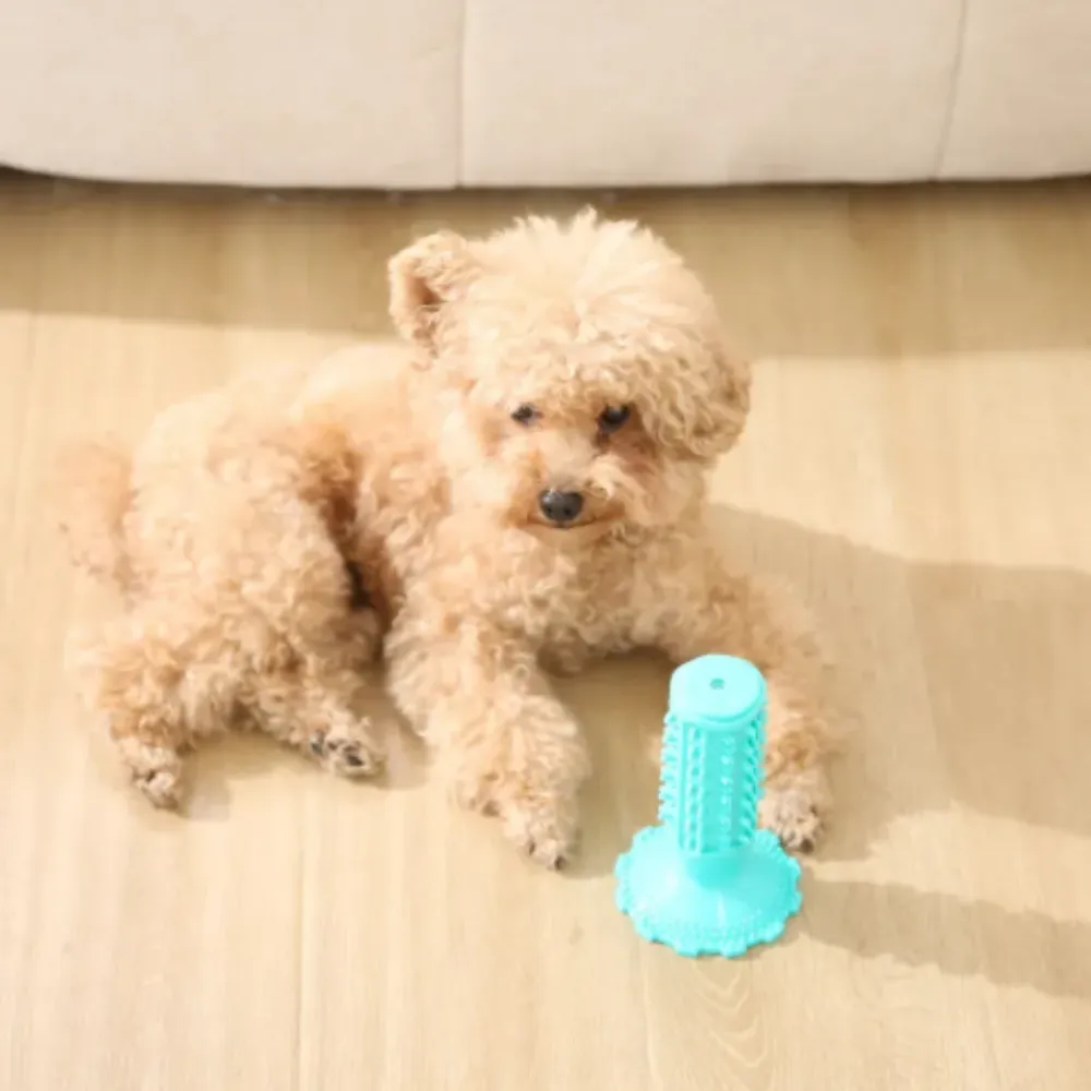 A light brown poodle-mix looking at a blue squeaky dental toy on the floor.