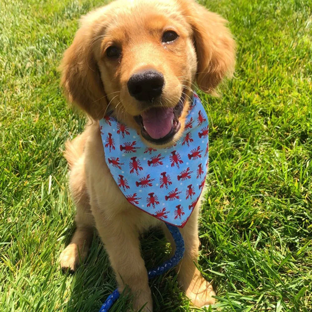 A Golden Retriever puppy sitting in green grass wearing a light blue bandana with a red lobster pattern.