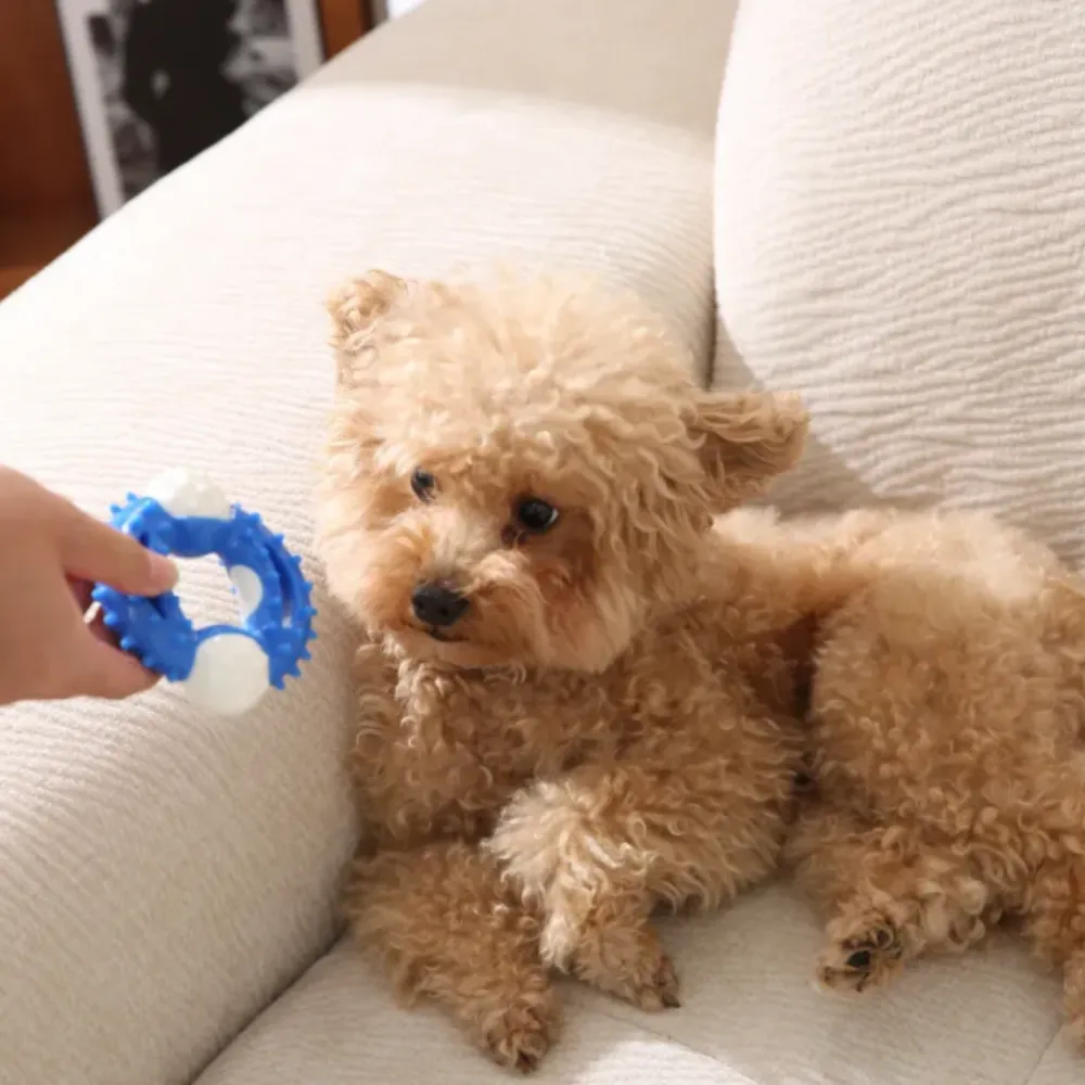 A hand offering the blue teething ring toy to a small dog for interactive play and bonding.