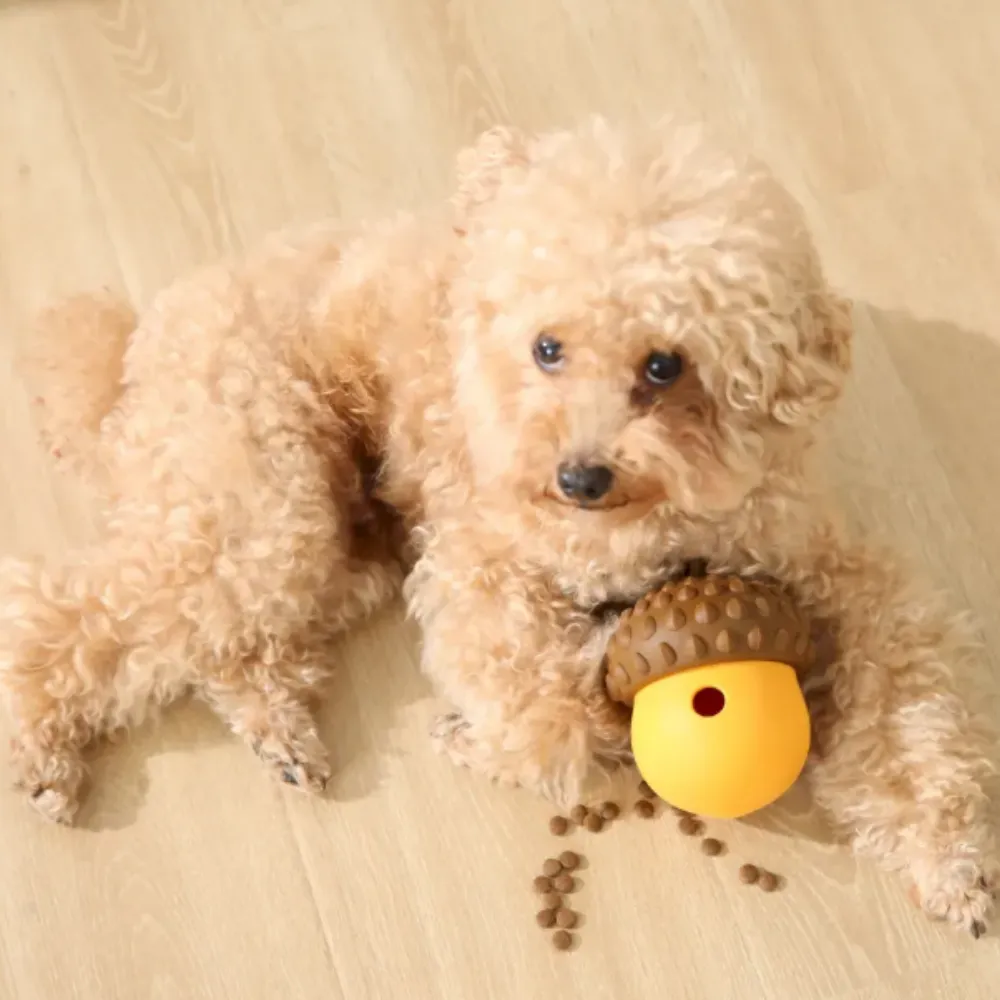 A fluffy Poodle lying on a wooden floor playing with a yellow and brown silicone acorn dispenser with treats scattered around.