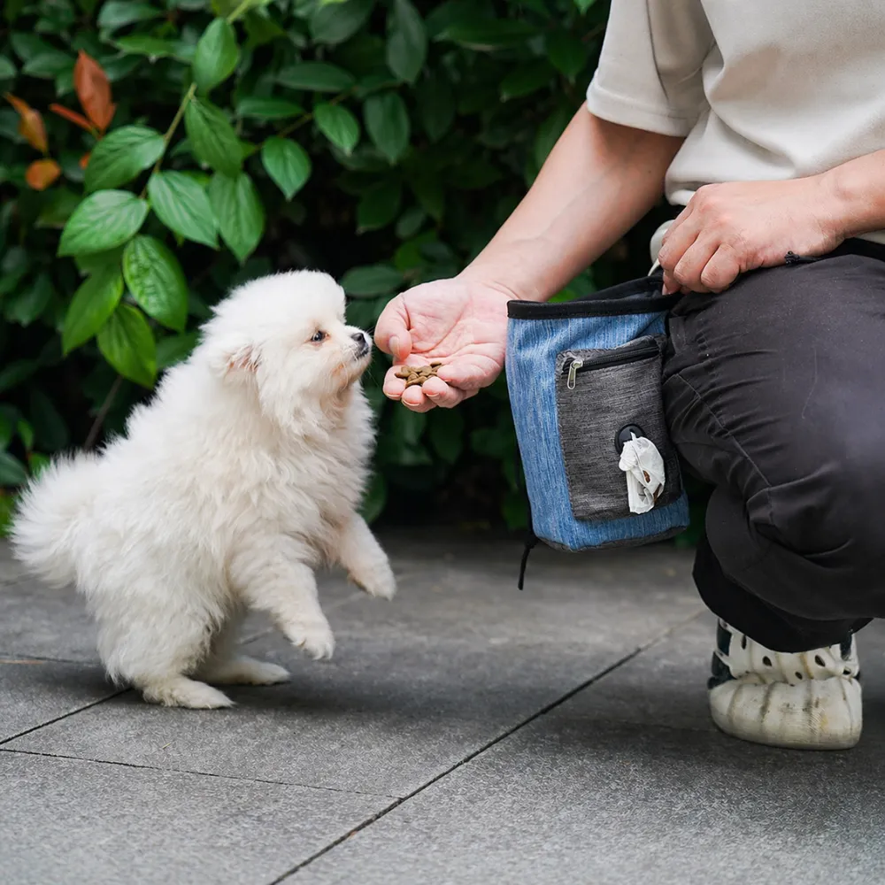 A small white puppy jumping for a treat held by a trainer wearing a blue denim-style pet treat pouch.
