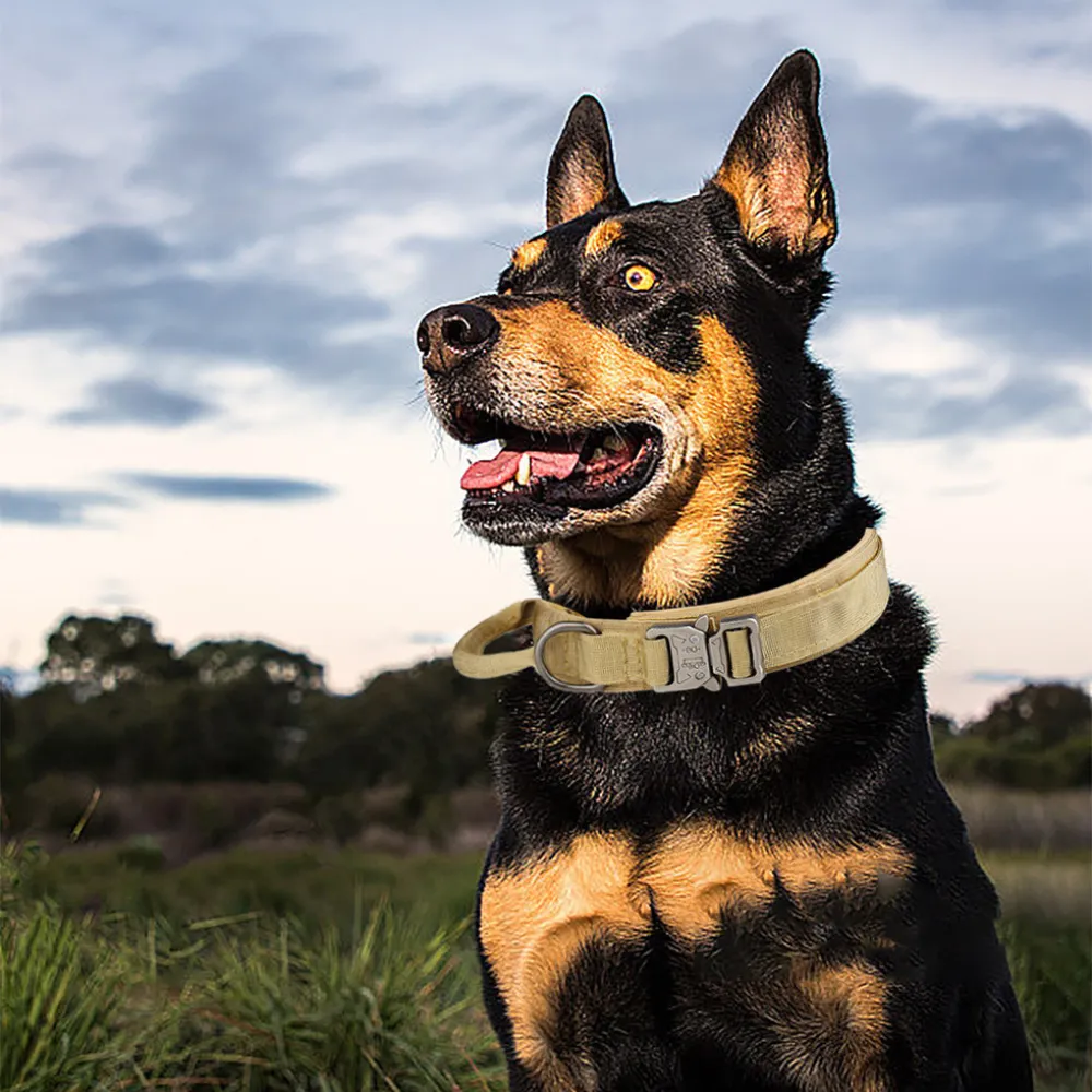 A large dog wearing a khaki tactical collar standing in an outdoor grassy field under a cloudy sky.