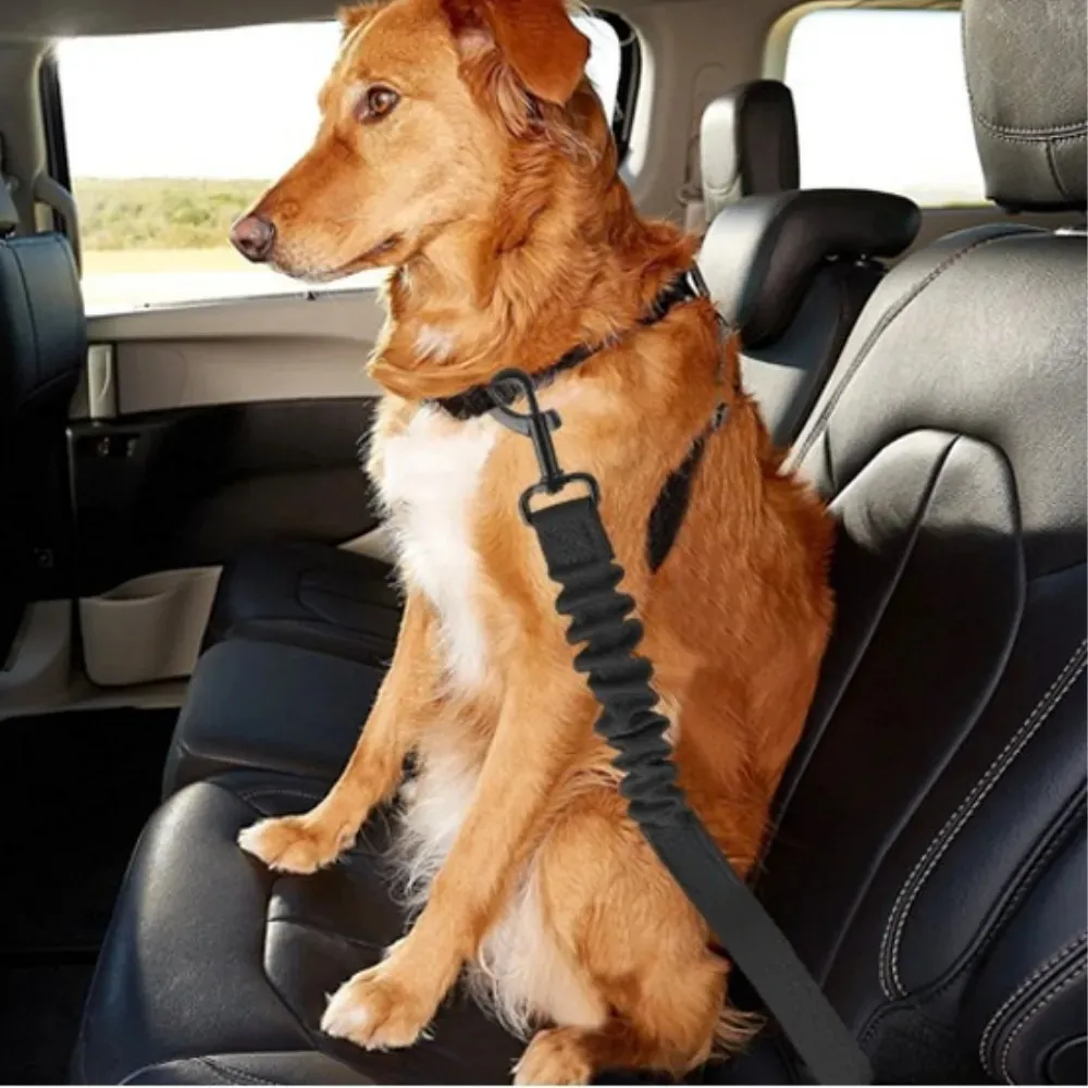 A medium shot from inside a car showing a happy Golden Retriever sitting securely on a black leather car seat, looking out a side window. The dog is wearing a collar with the black bungee seat belt tether attached, which is then clicked into the car's sea