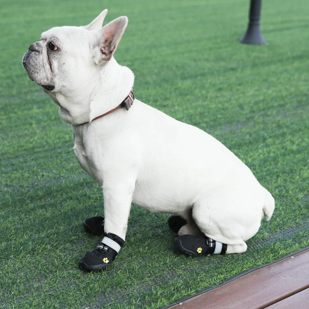 A white French Bulldog wearing black protective boots while sitting on green grass.