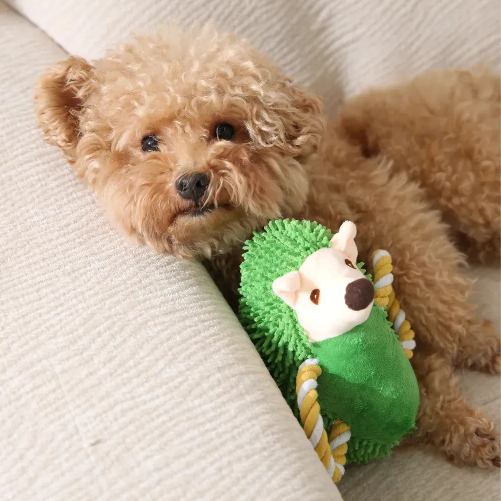 A small curly-haired dog resting next to the green hedgehog plush toy on a sofa, demonstrating product use.