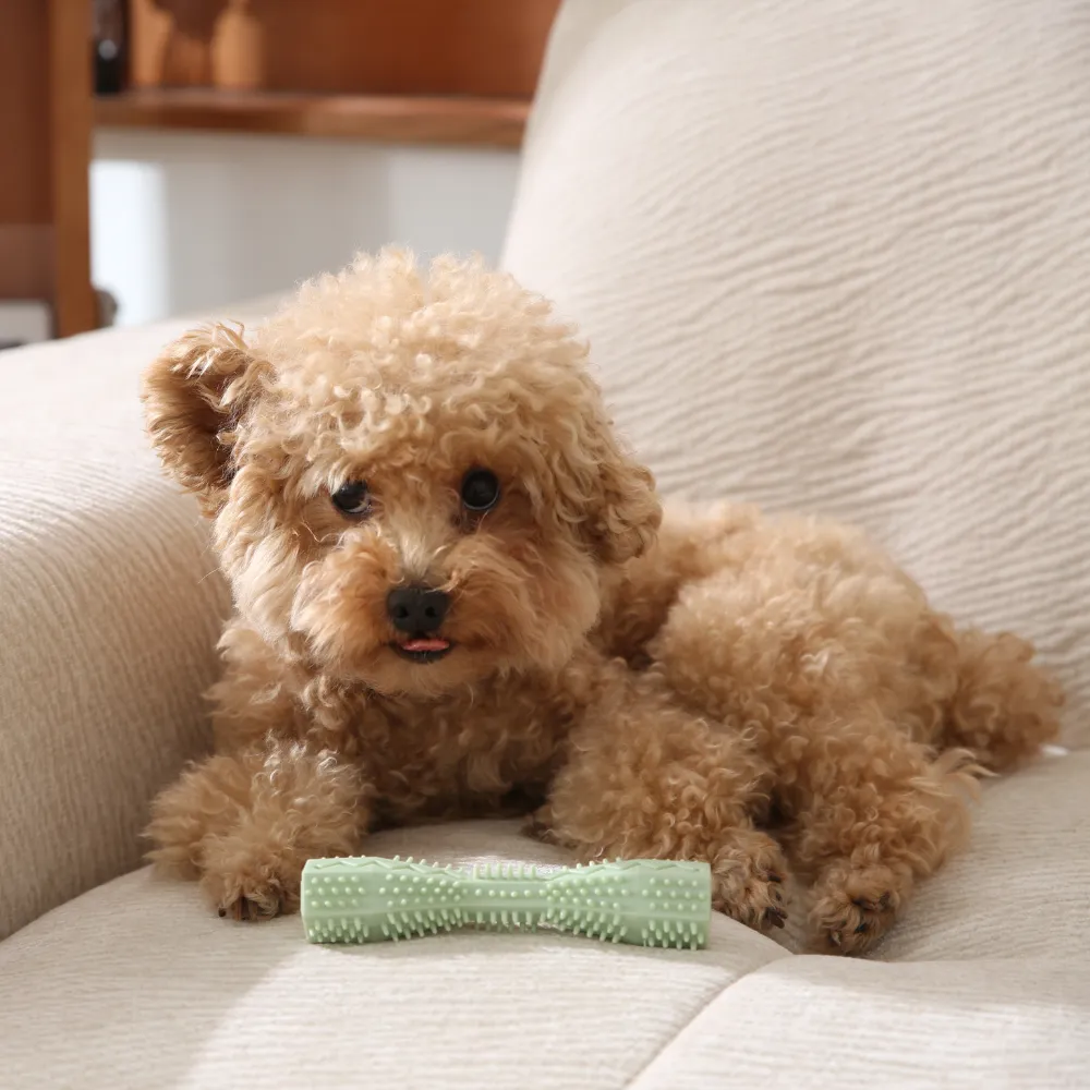 A small curly-haired dog resting on a sofa with a green spiked dental chew toy.