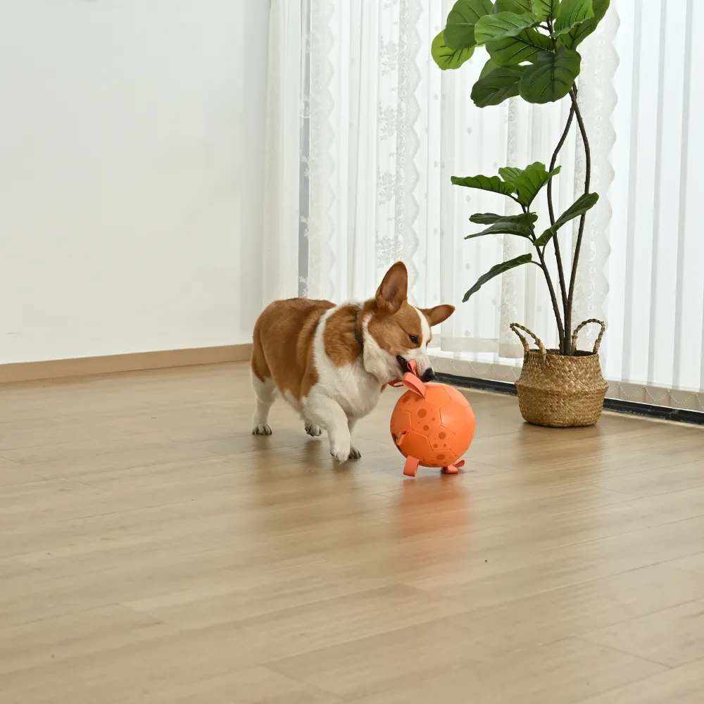 Corgi dog biting and playing with orange crab soccer dog toy indoors for chewing exercise and boredom relief