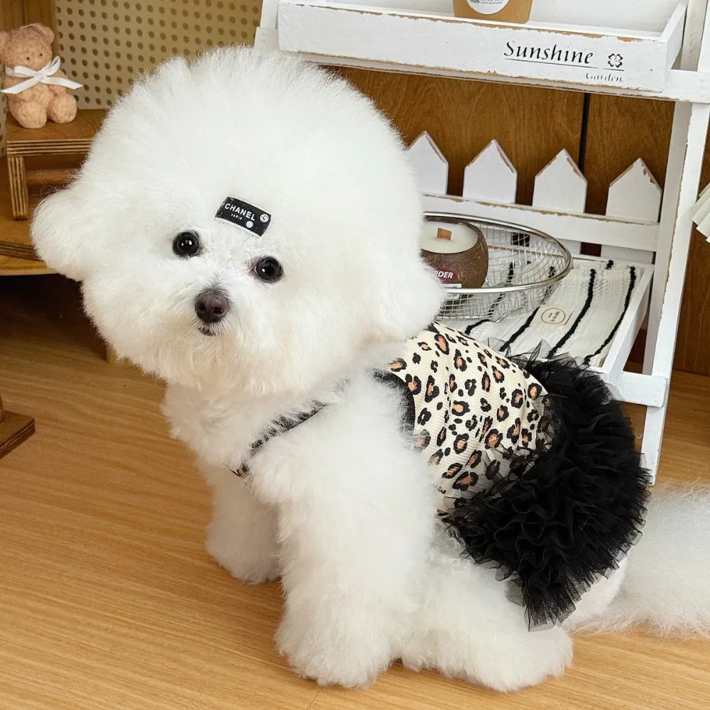 Fluffy white bichon frise wearing leopard print princess dog dress indoors