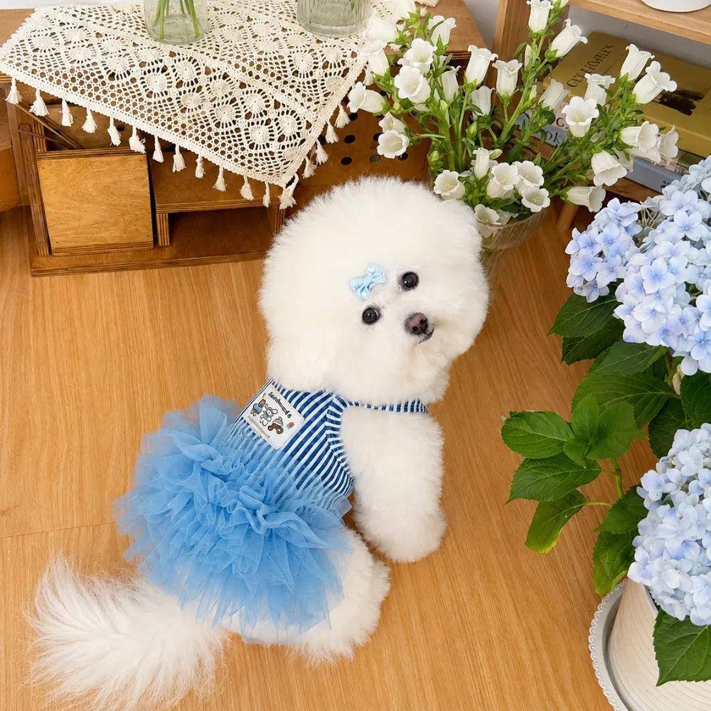 White fluffy dog wearing blue striped mesh princess dress in a cozy indoor home setting