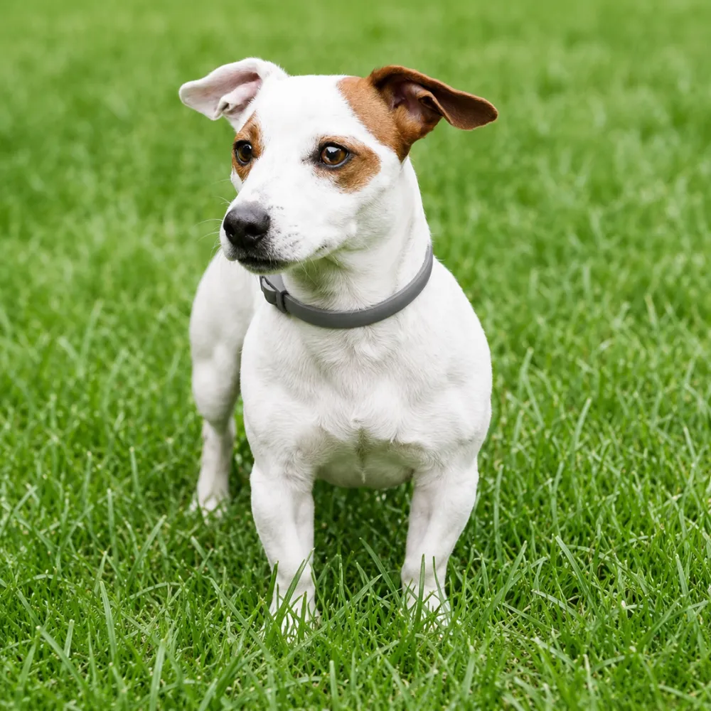Small white and brown dog wearing gray flea and tick collar standing on green grass outdoors