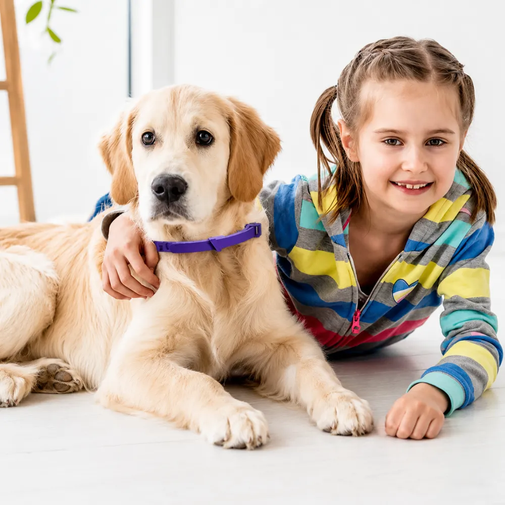 Golden retriever dog wearing adjustable purple calming collar while relaxing with child at home