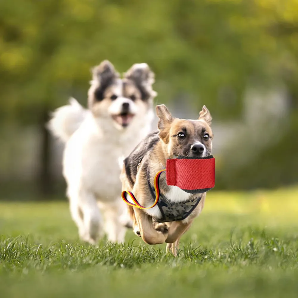Small dogs running outdoors while playing with durable bite tug training toy